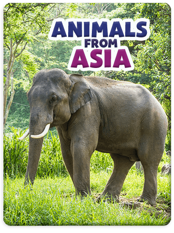 Animals From Asia