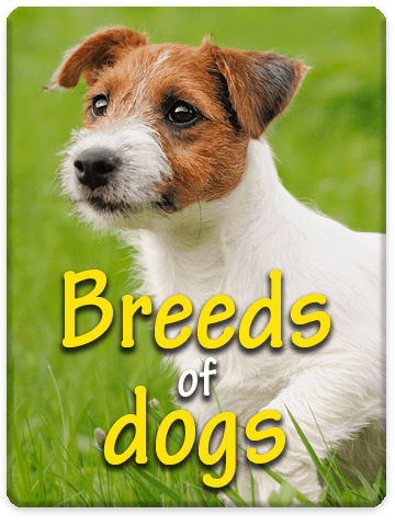 Breeds Of Dogs