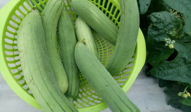 Mướp có tác dụng làm mát cơ thể. (Ảnh: Sưu tầm Internet) 