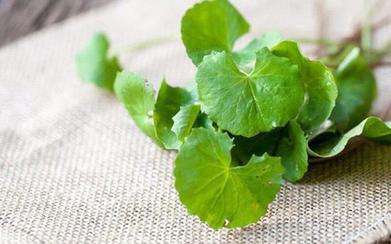 Dưỡng chất có trong rau má giúp điều hòa hệ thần kinh. (Ảnh: Sưu tầm Internet)
