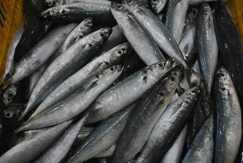 Vitamin B7 từ nguồn dinh dưỡng cá biển. (Ảnh: Sưu tầm Internet)