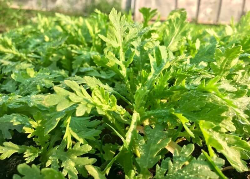Thịt lợn xào cùng rau tần ô mang lại hàm lượng dinh dưỡng đầy đủ. (Ảnh: Sưu tầm Internet)