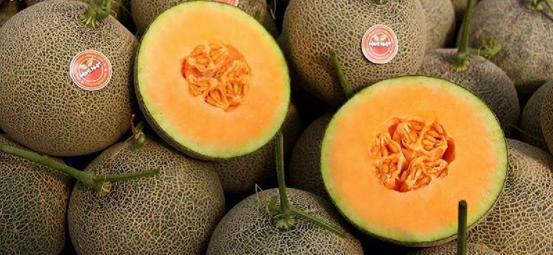 Dưa lưới giống Nhật Taki. (Ảnh: Sưu tầm Internet)