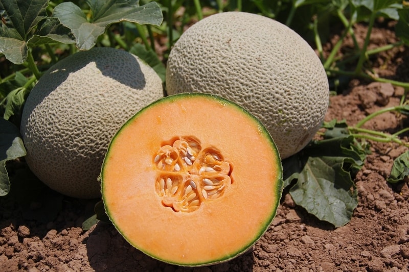 Dưa lưới ruột đỏ. (Ảnh: Sưu tầm Internet)