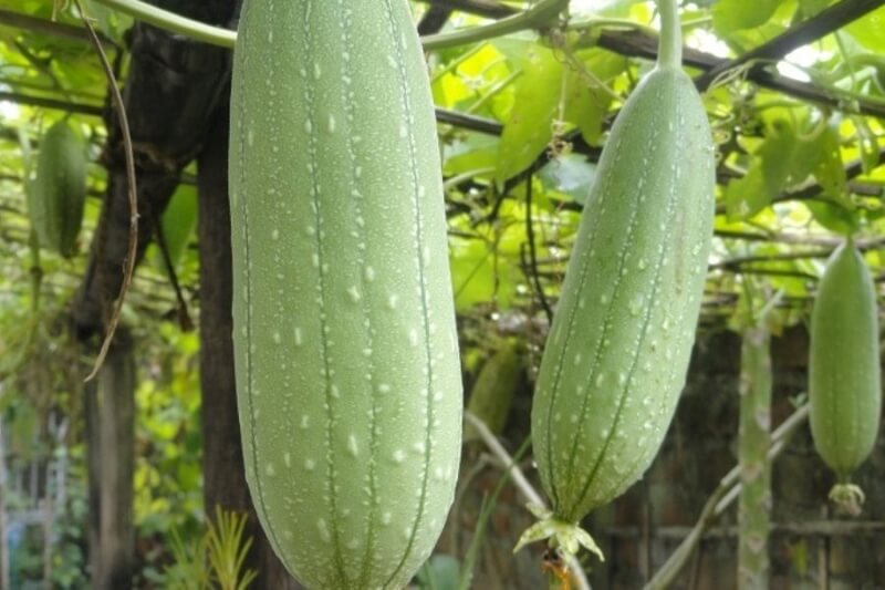 Trái mướp bổ lợi cho chất lượng sữa mẹ. (Ảnh: Sưu tầm Internet)