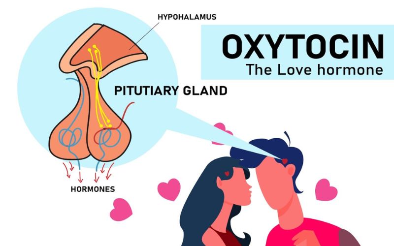 Oxytocin được mệnh danh là hormone tình yêu. (Ảnh: Sưu tầm internet)