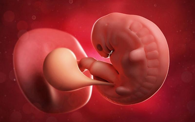 Thai nhi 6 tuần có kích thước bằng hạt đậu. (Ảnh: Sưu tầm Internet)