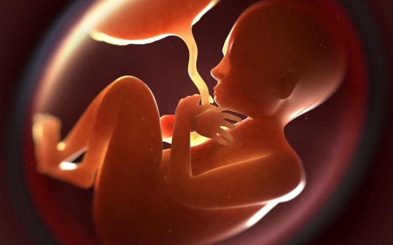 Thai nhi tháng thứ 7 bắt đầu có phản ứng trước ánh sáng. (Ảnh: Sưu tầm Internet)