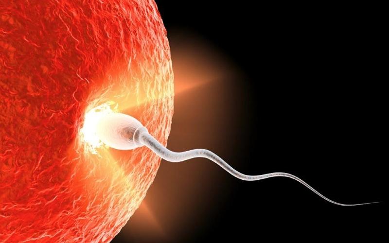 Trứng và tinh trùng thụ tinh thành công sau 7-10 ngày quan hệ. (Ảnh: Sưu tầm Internet)