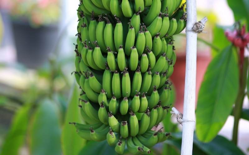 Buồng chuối mọc trên ngọn cây. (Ảnh: Sưu tầm Internet)