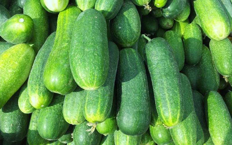 Dưa chuột là trái cây quen thuộc của người Việt. (Ảnh: Sưu tầm Internet)