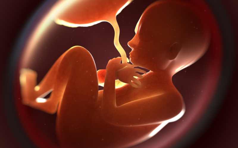 Thai nhi 3 tháng giữa nặng khoảng 1,1 kg và dài 40 cm. (Ảnh: Sưu tầm Internet)