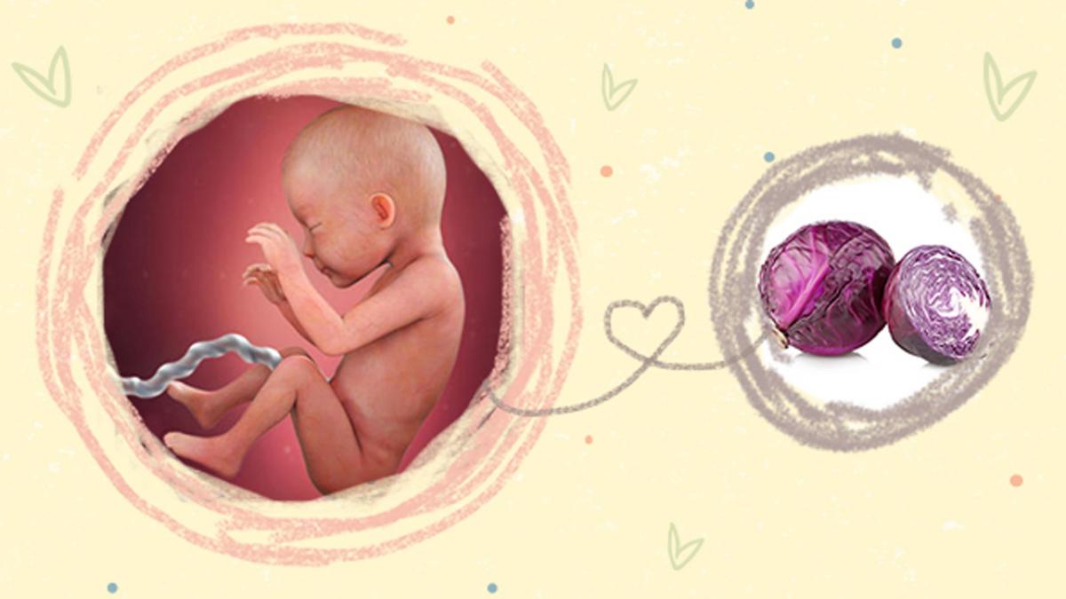 Sự phát triển của thai nhi tuần thứ 26. (Ảnh: Sưu tầm Internet)