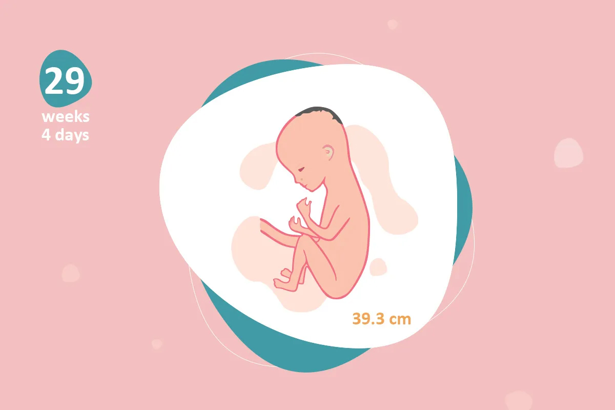 Thai nhi 29 tuần phát triển như thế nào? (Ảnh: Sưu tầm Internet)