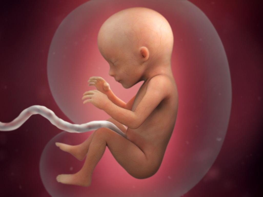 Sự phát triển của thai nhi 17 tuần tuổi. (Ảnh: Sưu tầm Internet)