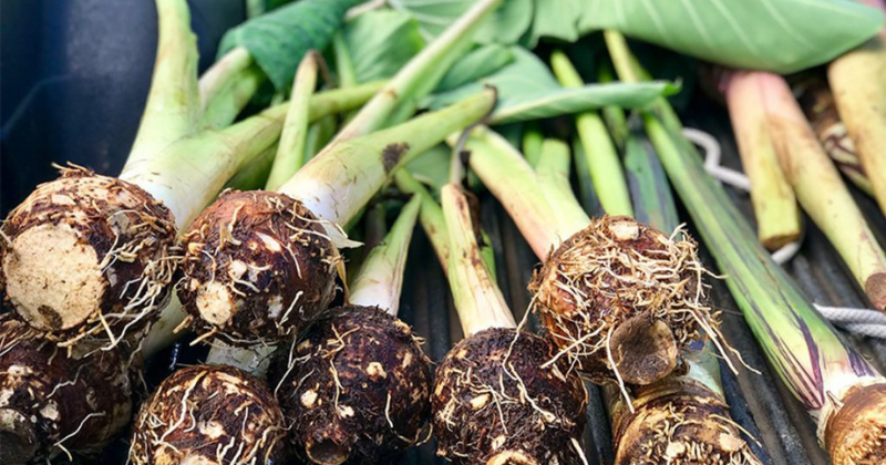 Cây khoai môn là cây cung cấp lượng thực phổ biến trên thế giới hiện nay (Ảnh: Sưu tầm Internet)