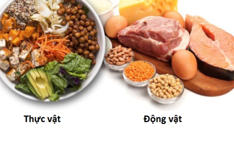 Protein thực vật hay động vật tốt hơn? (Ảnh: Sưu tầm Internet)