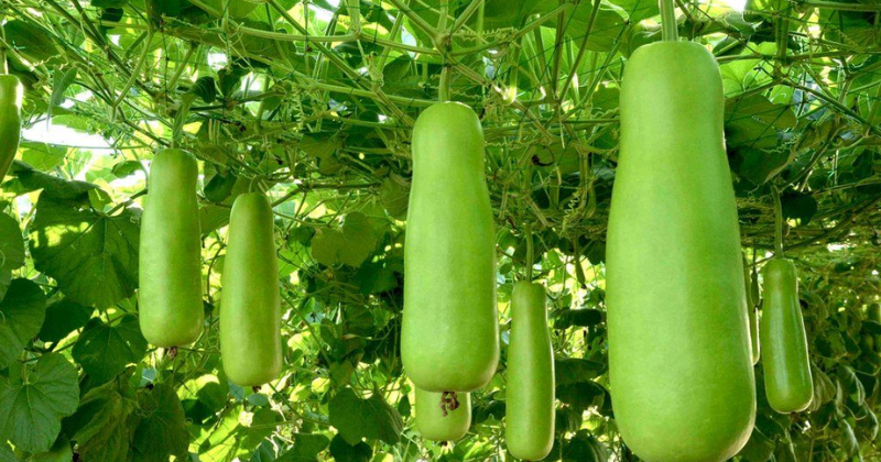 Cây bầu là loại thực phẩm quen thuộc và trồng nhiều ở Việt Nam (Ảnh: Sưu tầm Internet)