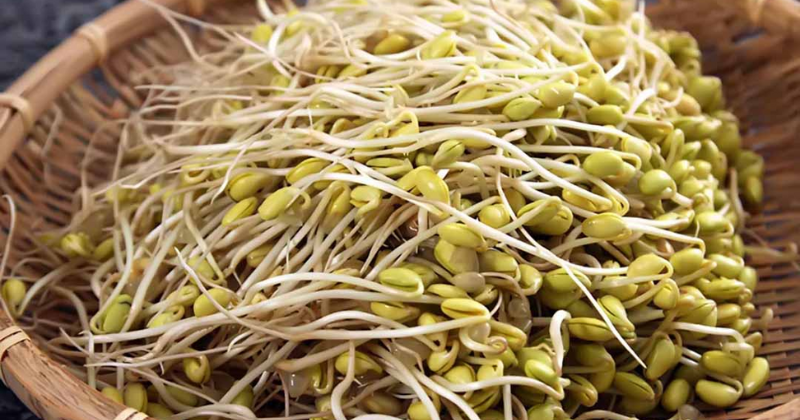 Giá đỗ là một loại thực phẩm bổ dưỡng dành cho mẹ bỉm sau sinh  (Ảnh: Sưu tầm Internet)