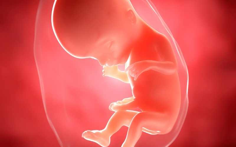 Thai 17 tuần nặng khoảng 140 gam. (Ảnh: Sưu tầm Internet)