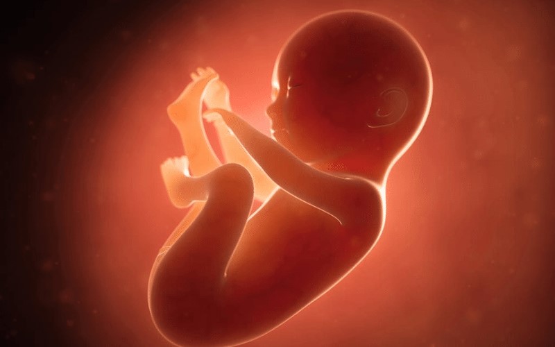 Thai nhi ở tháng thứ 6. (Ảnh: Sưu tầm Internet)