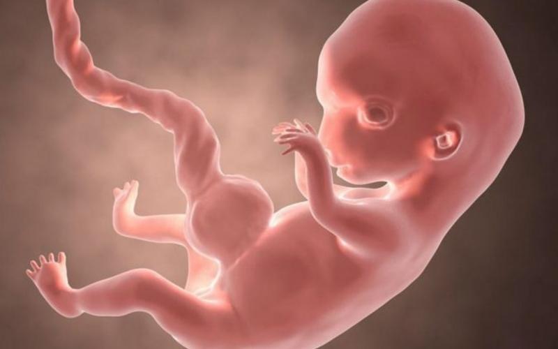 Thai nhi tuần thứ 8. (Ảnh: Sưu tầm internet)