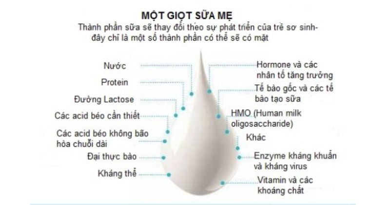 Các thành phần có trong một giọt sữa mẹ (Ảnh: Sưu tầm Internet)