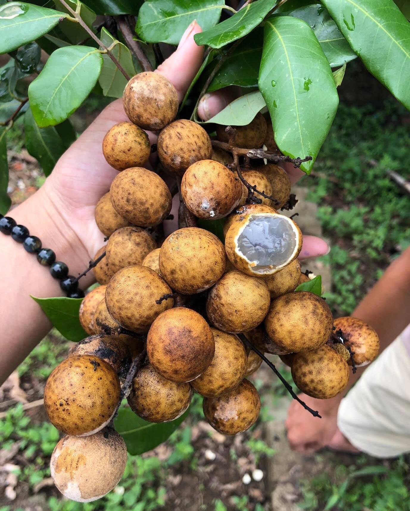 Mẹ bị tiểu đường thai kỳ không nên ăn nhãn. (Ảnh: Sưu tầm Internet)