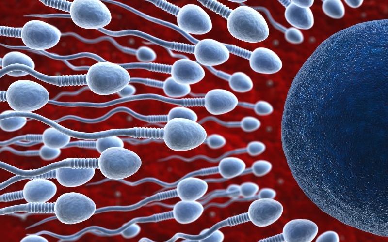 Tổng quan về tinh trùng lạnh. (Ảnh: Sưu tầm Internet)