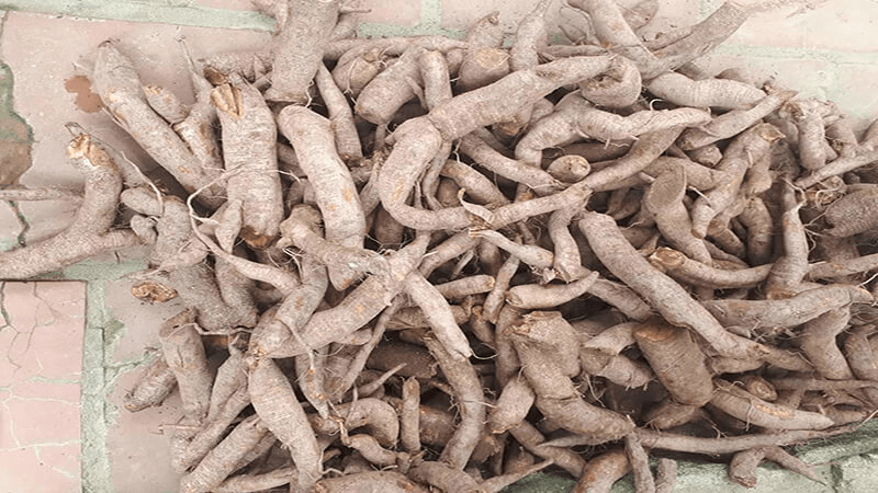 Củ gai. (Ảnh: Sưu tầm Internet)