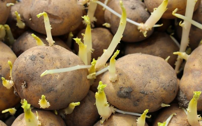 Khoai tây mọc mầm có thể gây ung thư, cản trở thai nhi phát triển. (Ảnh: Sưu tầm Internet)