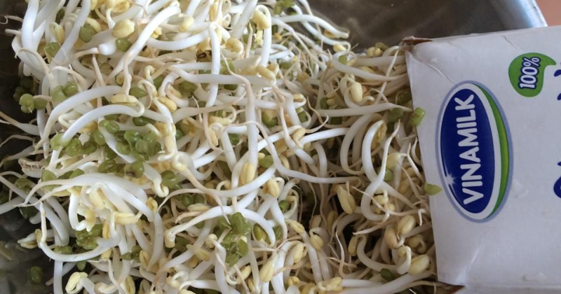 Cách làm giá tại nhà bằng hộp sữa vừa ngon vừa rẻ vừa dễ và đảm bảo sức khỏe các mẹ nên thử  (Ảnh: Sưu tầm Internet)