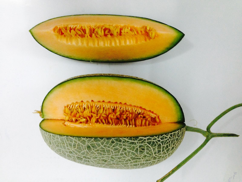 Dưa lưới dài. (Ảnh: Sưu tầm Internet)