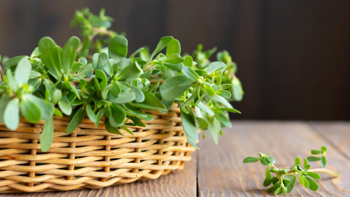 Rau sam có tác dụng tiêu độc. (Ảnh: Sưu tầm Internet)