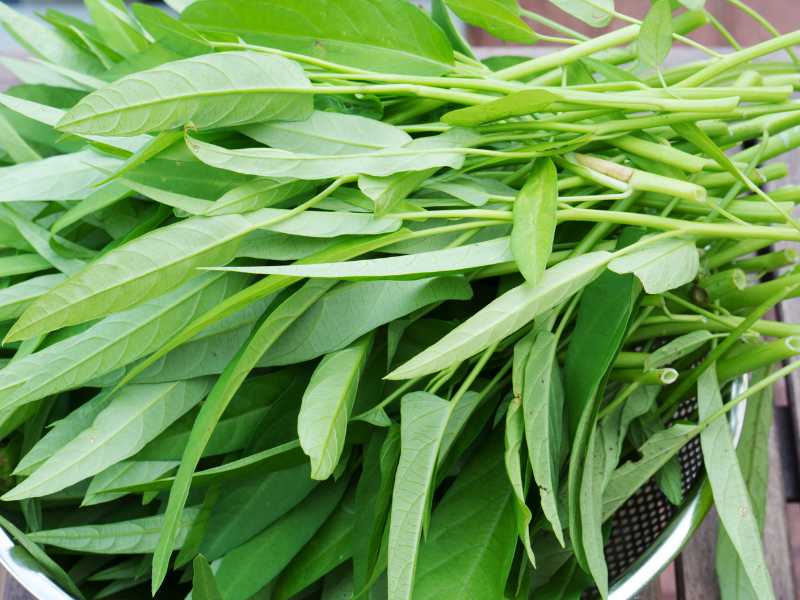 Kiêng cho trẻ ăn rau muống để vết bỏng không bị lồi (Ảnh: sưu tầm internet)