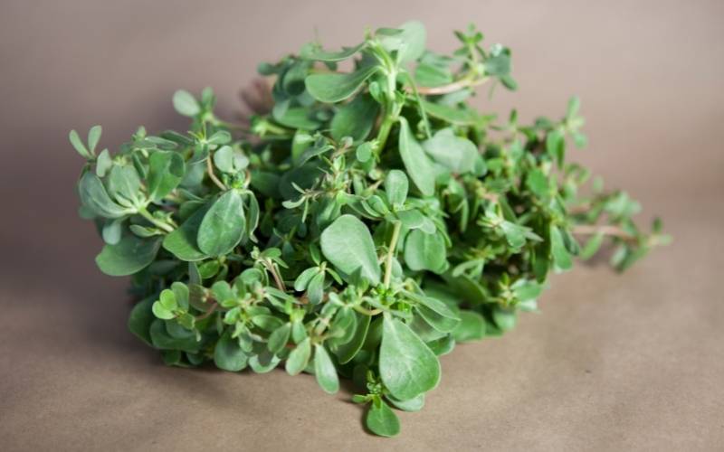 Phụ nữ chưa biết mình mang thai có nguy cơ bị sảy do ăn rau sam. (Ảnh: Sưu tầm Internet)