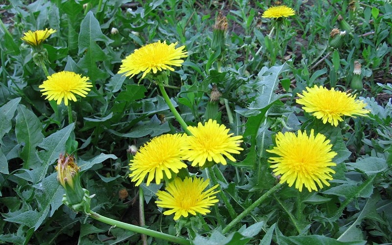 Chữa tắc tia sữa bằng lá bồ công anh (Ảnh: Sưu tầm Internet)