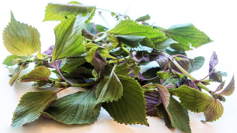 Dưỡng trắng body bằng lá tía tô (Ảnh: Sưu tầm Internet)