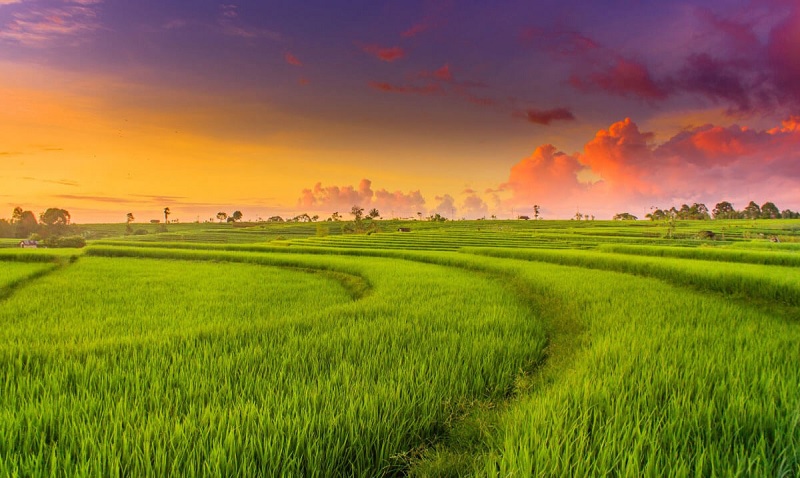 Hecta và mẫu đều là đơn vị đo diện tích đất đai trong nông nghiệp. (Ảnh: Sưu tầm internet)