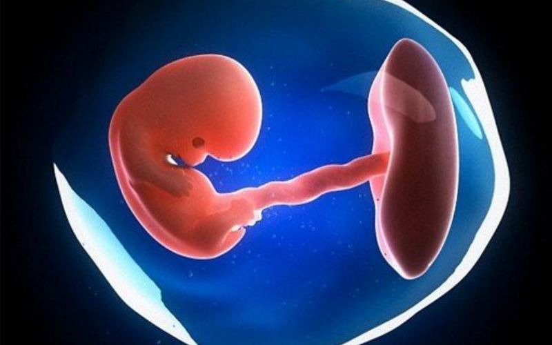 Chuyển phôi IVF. (Ảnh: Sưu tầm Internet)