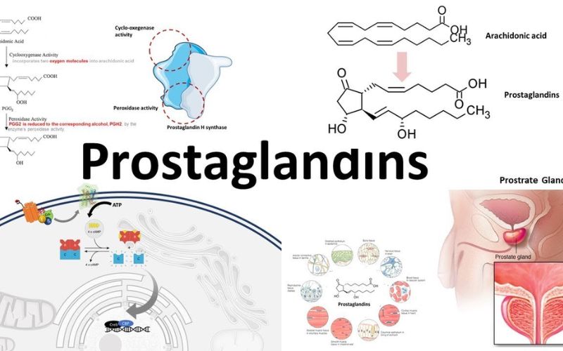 Hoạt chất Prostaglandin trong tinh dịch bố. (Ảnh: Sưu tầm internet)