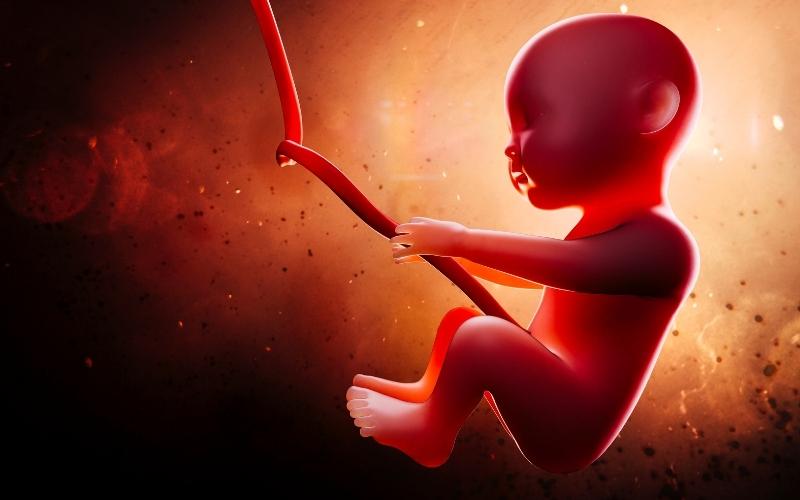 Thai nhi tháng thứ 8 bắt đầu biết ngáp ngủ. (Ảnh: Sưu tầm Internet)