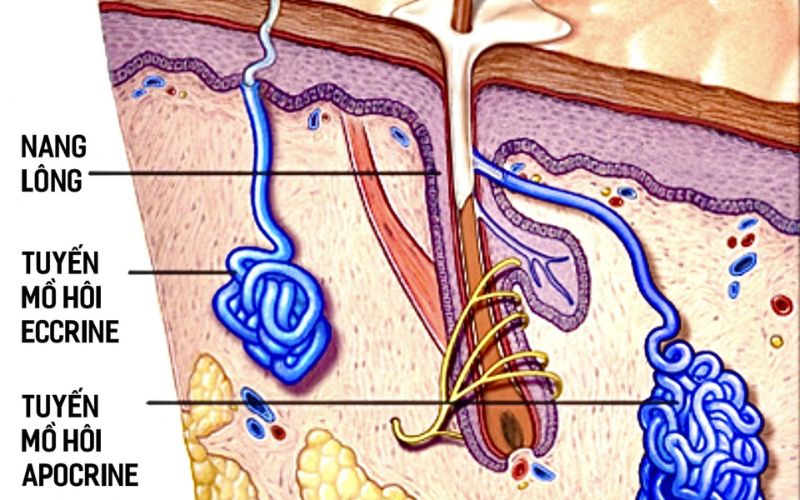 Tuyến mồ hôi hoạt động mạnh gây ngứa vùng kín. (Ảnh: Sưu tầm internet)