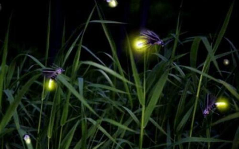 Giải bài tập Anh đom đóm lớp 3. (Ảnh: Sưu tầm Internet)