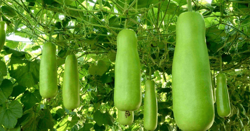 Lợi ích mà quả bầu mang lại cho phụ nữ mang thai. (Ảnh: Sưu tầm Internet)