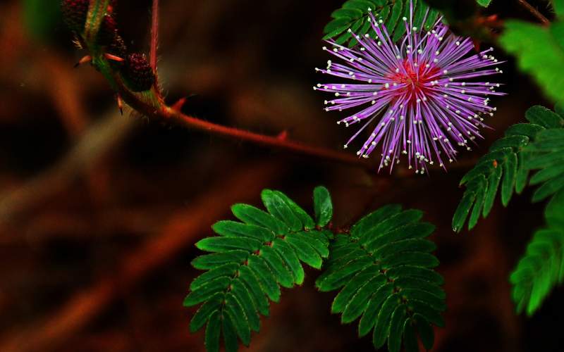 Hình ảnh loài cây xấu hổ. (Ảnh: Sưu tầm Internet)