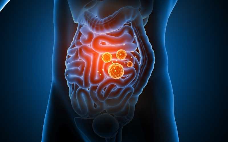 Chất xơ Inulin và oligofructose có tác dụng lợi khuẩn. (Ảnh: Sưu tầm Internet)