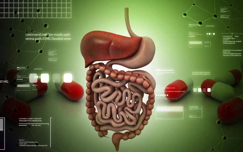 Chất xơ Inulin giúp cải thiện hệ tiêu hóa. (Ảnh: Sưu tầm Internet)