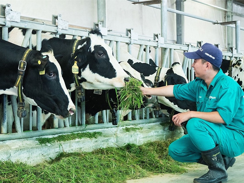 Khối ngành Thú y - Chăn nuôi là nhóm ngành được Nhà nước quan tâm đầu tư. (Ảnh: Sưu tầm Internet)