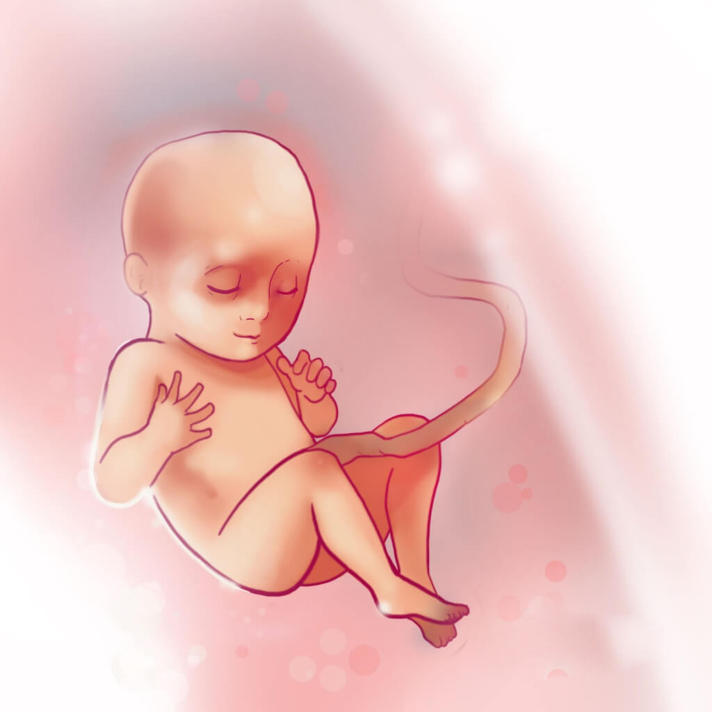 Thai nhi 18 tuần tuổi. (Ảnh: Sưu tầm Internet)